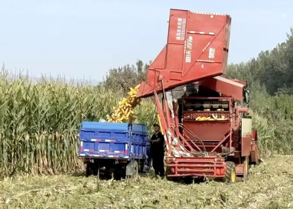 从“单打独斗”到“抱团提速”，太原尖草坪区这片玉米地藏着丰收密码