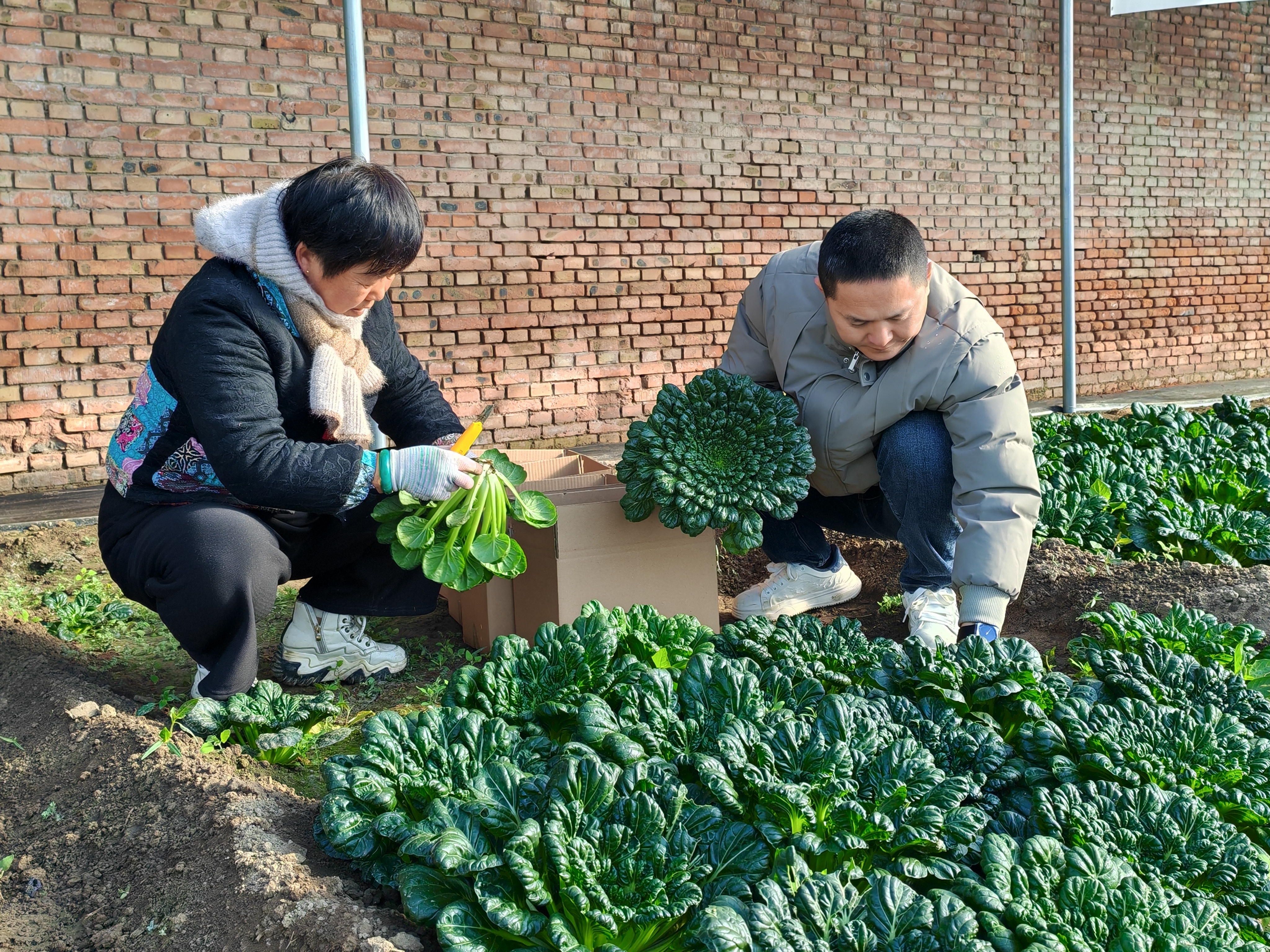 太原晋源区爱农农场：种植有妙招  蔬菜迎丰收