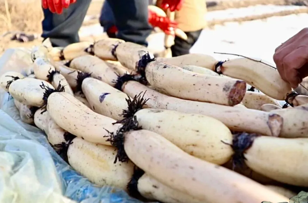 临汾曲沃农商银行：水中藕变“致富宝” 金融活水润莲田