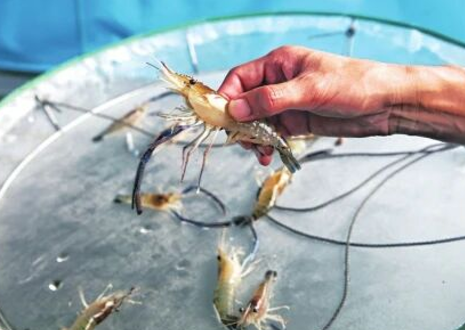 年产值超千万！罗氏虾在太原尖草坪区“安家”啦