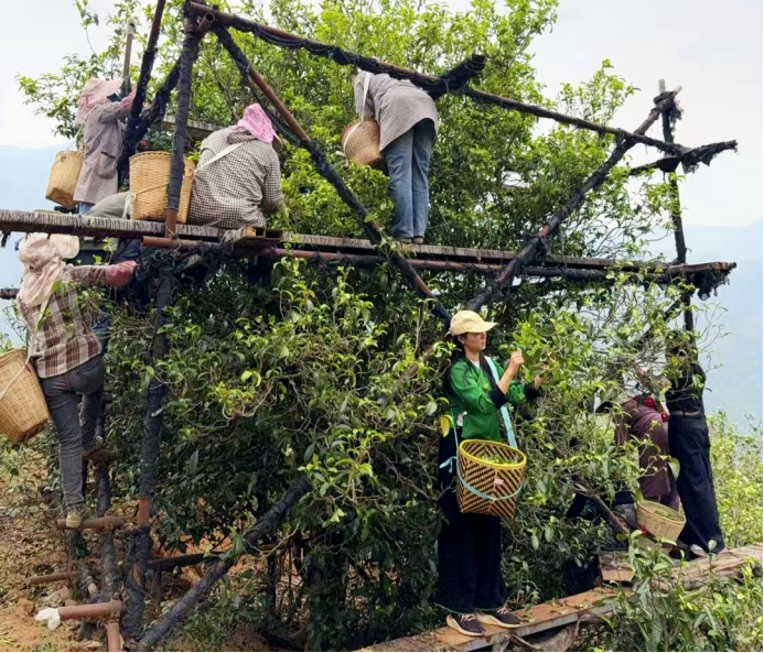 云南省玉溪市“沁瑞堂”茶空间主理人张瑞希的茶路人生