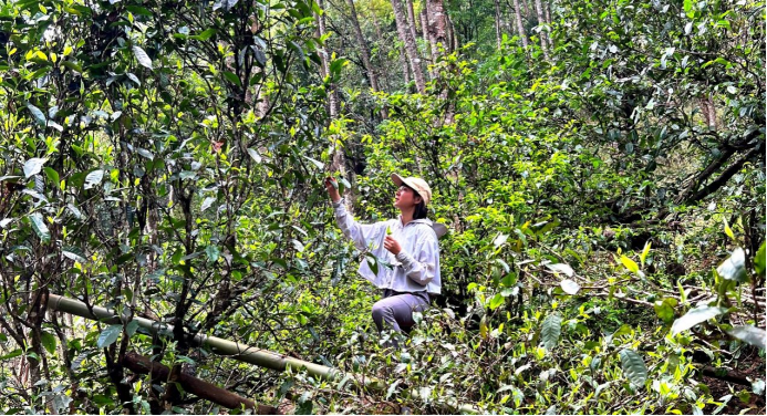 云南省玉溪市“沁瑞堂”茶空间主理人张瑞希的茶路人生581.png