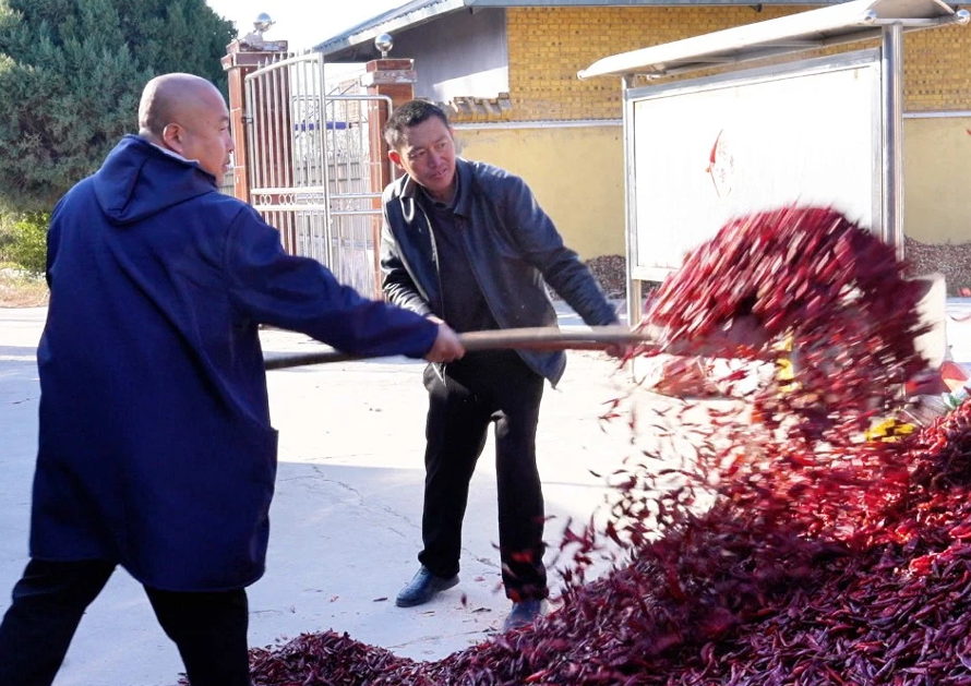 临汾洪洞小辣椒，变身“金果果”