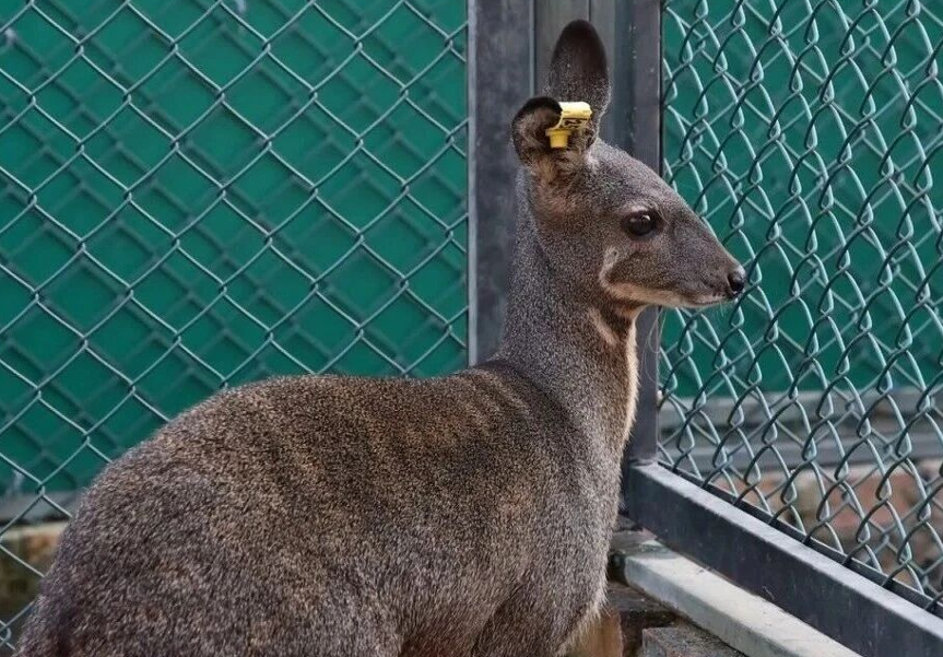 临汾翼城：林下“软黄金” 以生态养殖助力乡村振兴