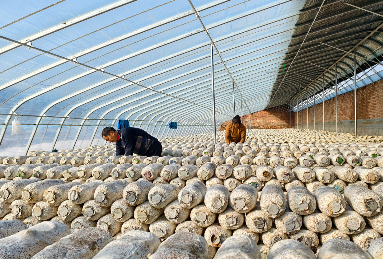 太原晋源区爱农农场：小平菇撑起大产业