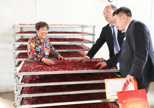 临汾曲沃农商银行：农商行铺“致富路” 红辣椒映幸福年