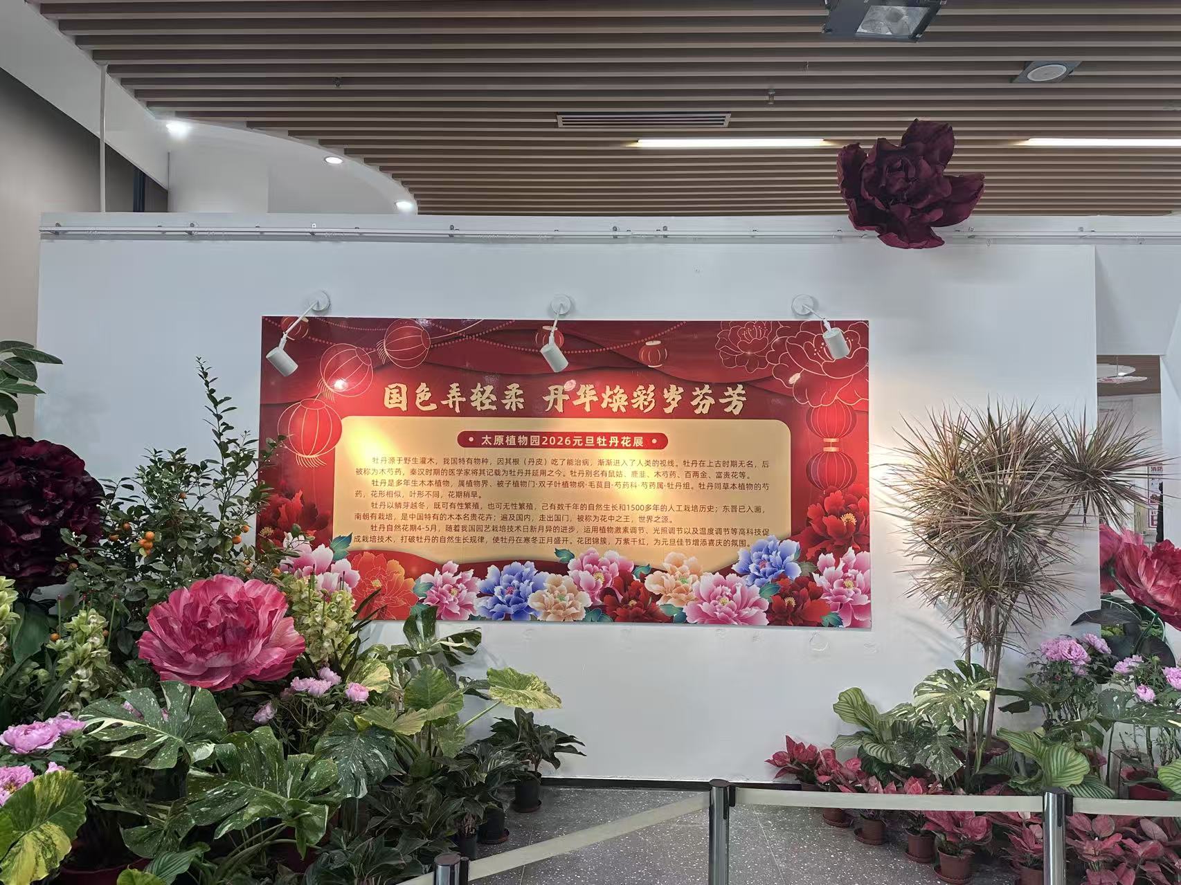 太原植物园：三百盆牡丹冬日盛放  解锁春日限定浪漫