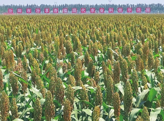 汾阳、万荣入选国家乡村振兴示范县：山西乡村振兴迈出坚实步伐