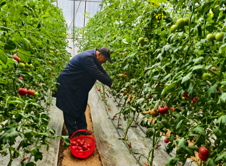 太原晋源区西邵村：“柿”外桃源“棚”勃发展