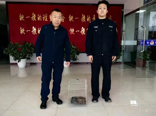 吕梁离石区西属巴派出所：执勤途中发现受伤大鸟，一查身份不简单