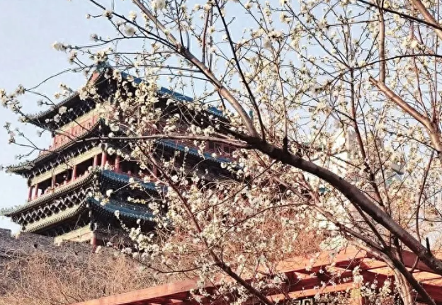 太原上线 “粉色限定”！山桃花开遍街头公园