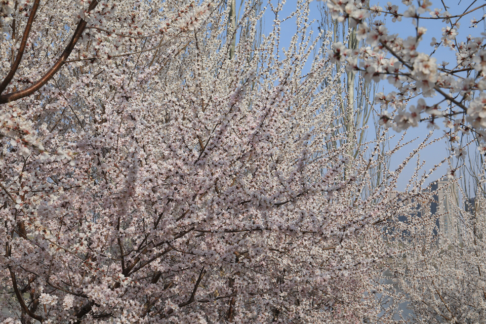 春日第一波流量！太原晋阳湖桃花岛粉色浪漫已上线