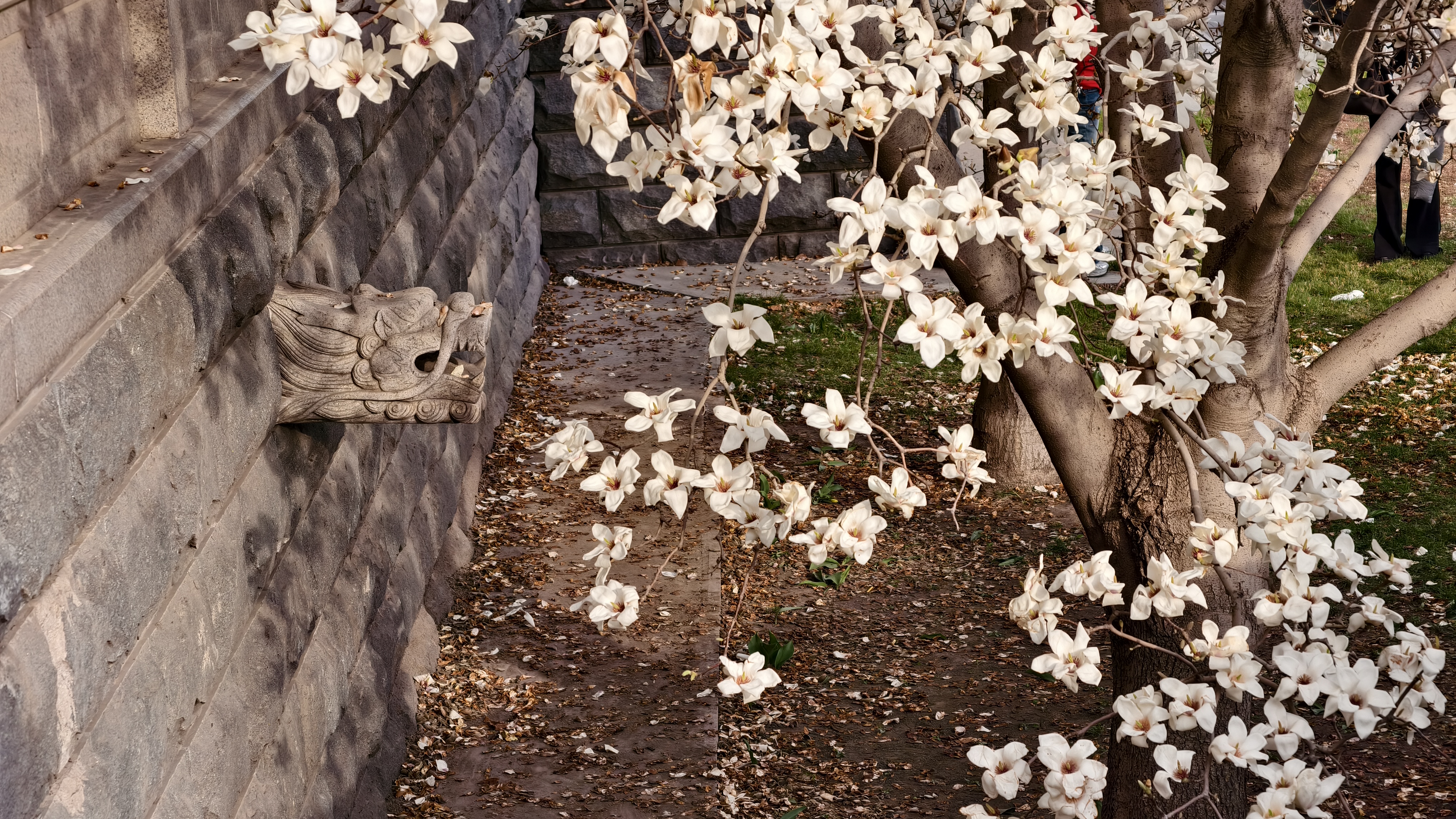 一树繁花满目春  盛装玉兰醉游人——太原晋源区政府楼前玉兰进