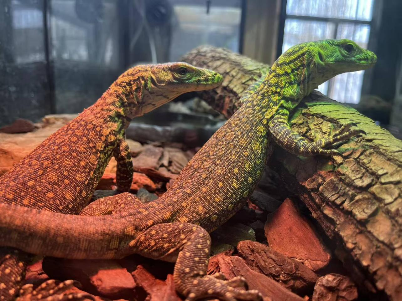 太原动物园：萌宝首秀创奇迹  生态科普庆五一