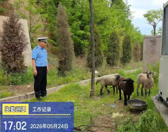 暖心守护！货车途经路段掉落三只良种羊  吕梁交警与国道工作人员全力寻主归还