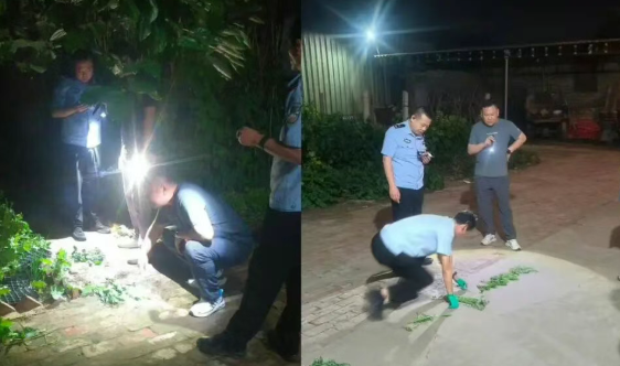 多方联动除毒患！山西平遥县香乐派出所联合多部门开展禁种铲毒专项整治行动