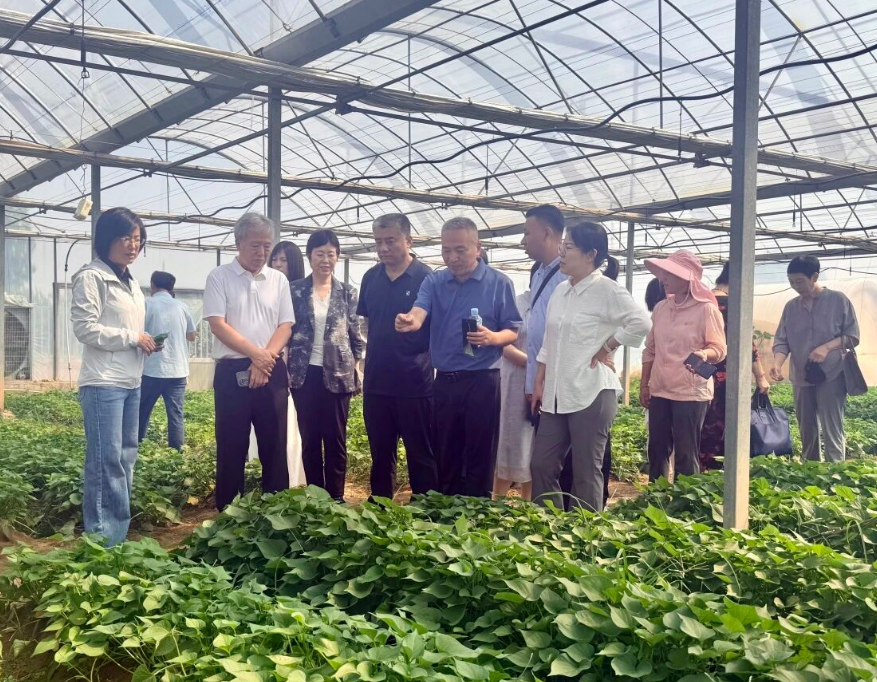 赋能农业“特优”发展助力乡村振兴——民进运城市委会开展特色蔬菜产业专题调研