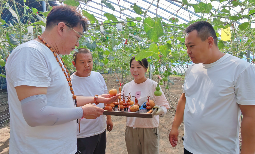 山西铁皮葫芦走俏市场