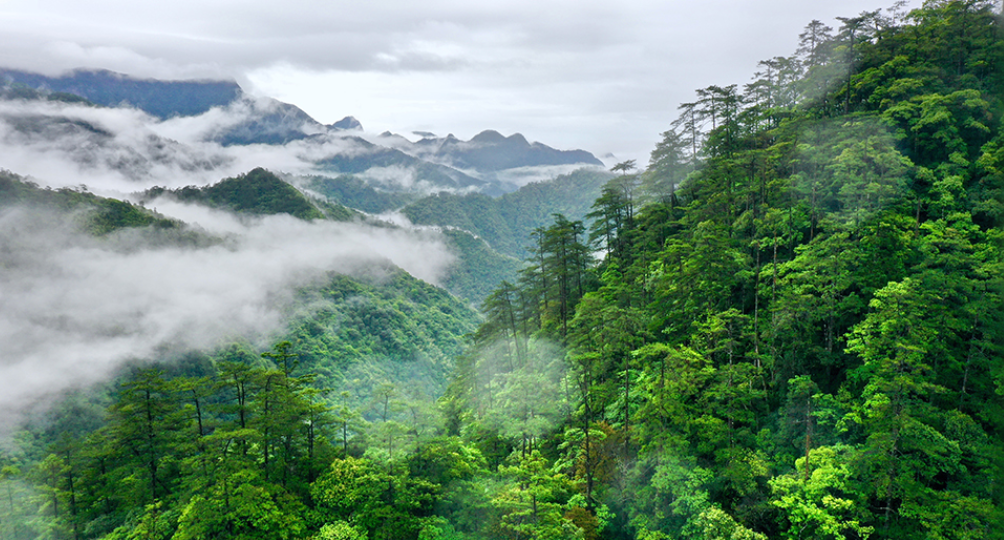 数说新时代｜共建万物和谐的美丽家园