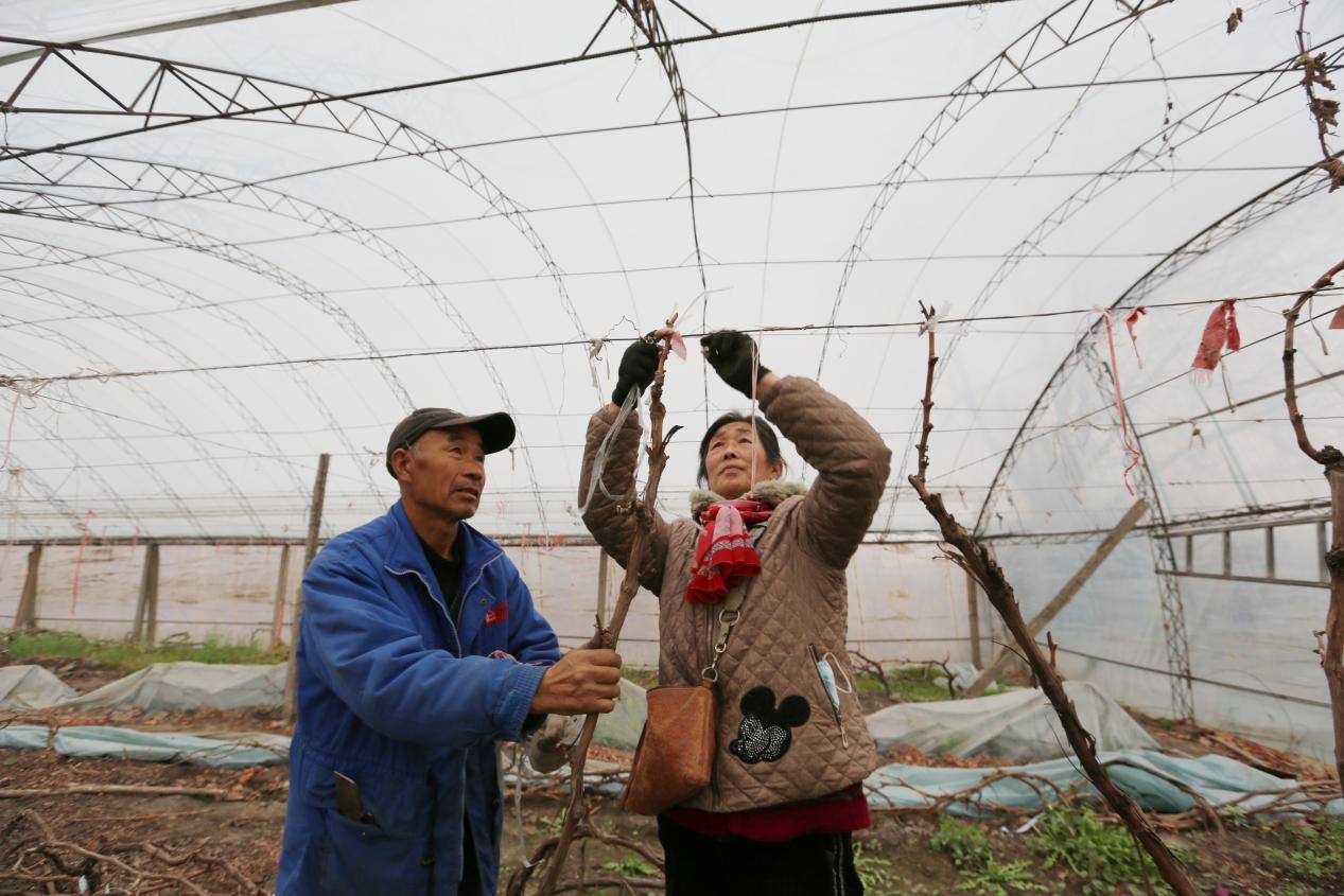 复合种植 智慧科技！三晋大地绘制最美“春耕图”