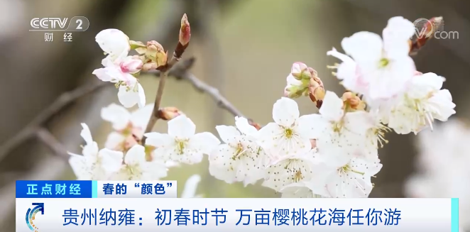 贵州纳雍：初春时节 万亩樱桃花海任你游