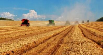 再创新高！今年全国粮食总产量13657亿斤