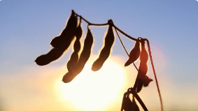 联合国：全球粮食进口费用将在2021年创历史新高