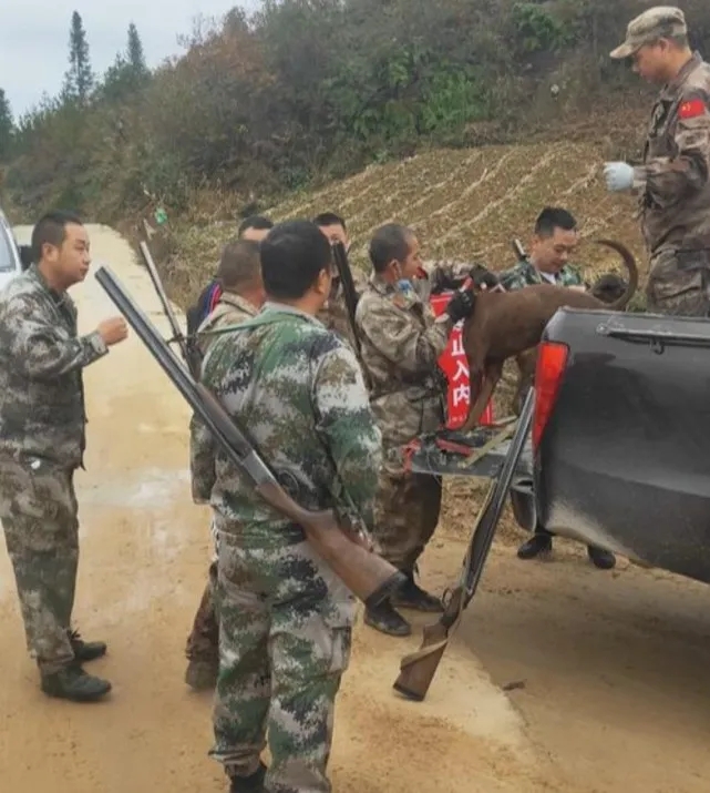 四川一地2万头野猪成灾：猎捕队两天半捕8头损失2只猎狗