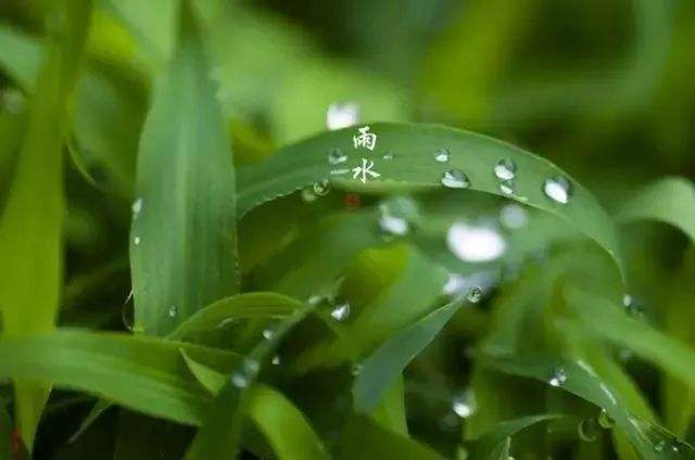 雨水节气话养生：捂好背腹足 养肝补脾胃