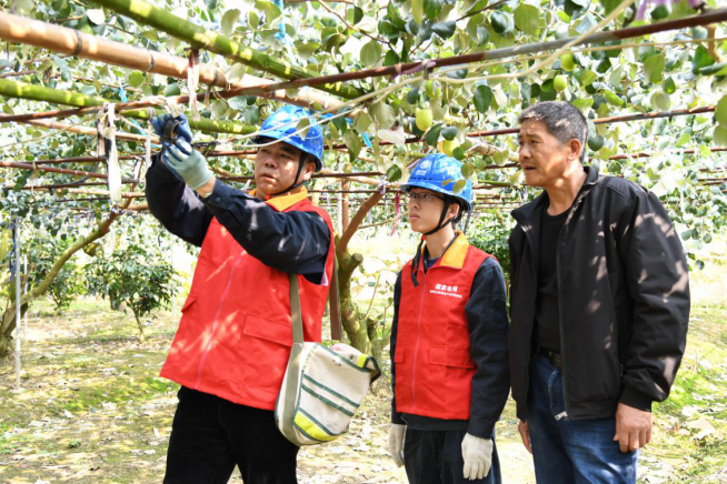 福建云霄供电：贴心服务地标产品　助力果农增收