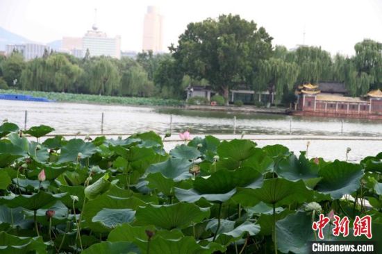 大明湖“藕花深处”再现并蒂莲 专人看护“保驾护航”