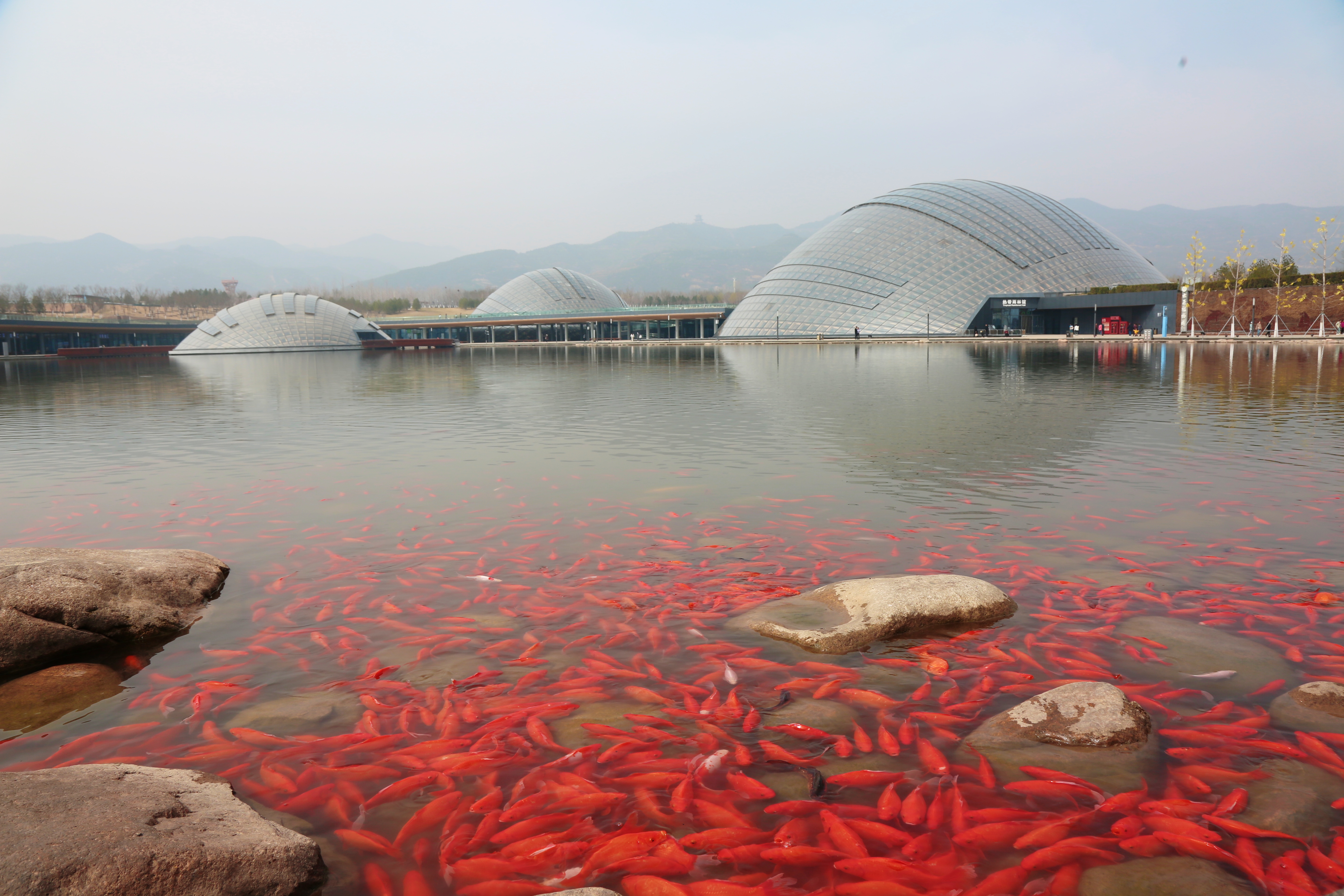 太原植物园：春色满园关不住“番”花似锦入画来