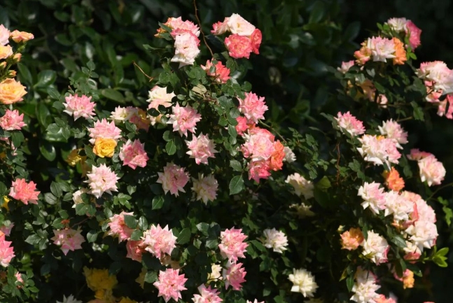 太原小店：一路繁花一路景  “花样”的浪漫藏不住了