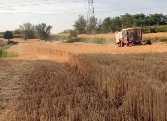晋城沁水县小麦开镰收割