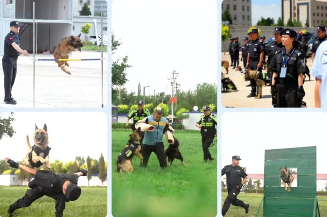 2024年山西省刑事技术（警犬技术）技能大赛在朔州圆满落幕！