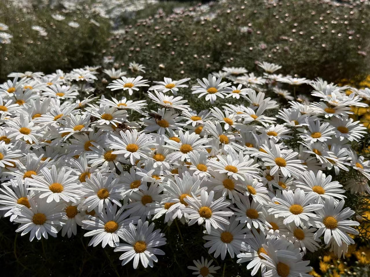 太原植物园举办首届长裂太行菊科普展
