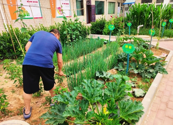 庭院“微经济” 种出降本增效新活力 ——临汾浮山农商行槐埝支行的“小菜园”实践
