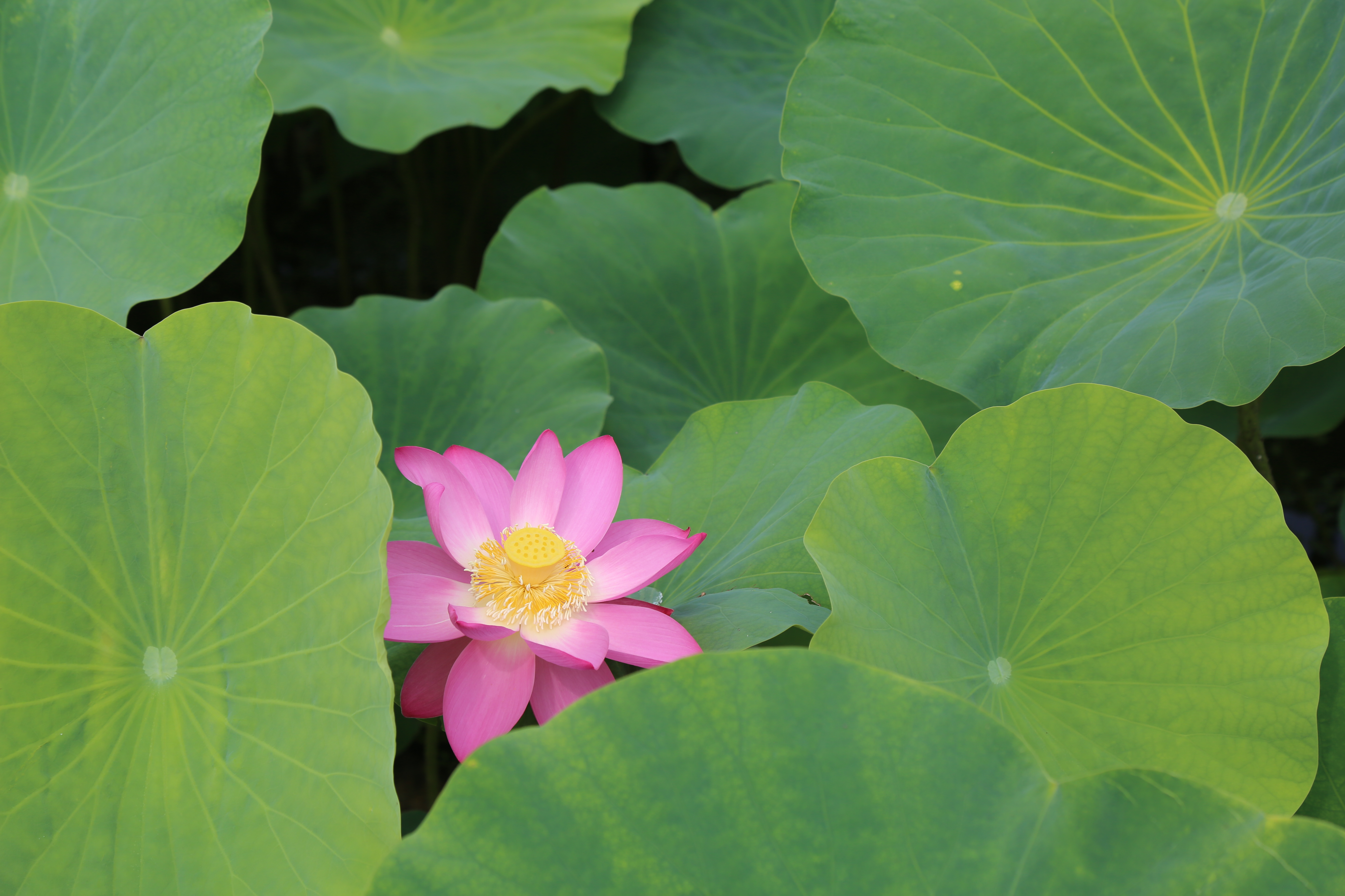 太原晋源区：难老泉唱响“振兴曲”