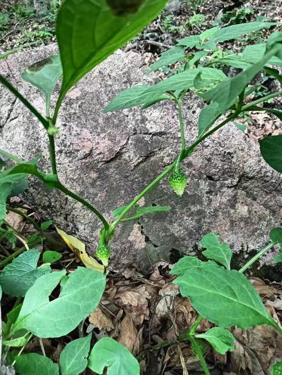太原植物园团队发现华北散血丹