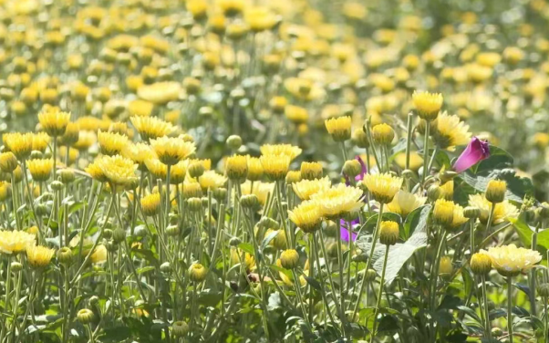 朔州朔城区马营堡村的金菊开了