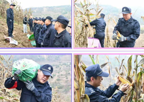警民齐心助秋收 ——吕梁临县公安局组织开展抢收抢种保丰收活动