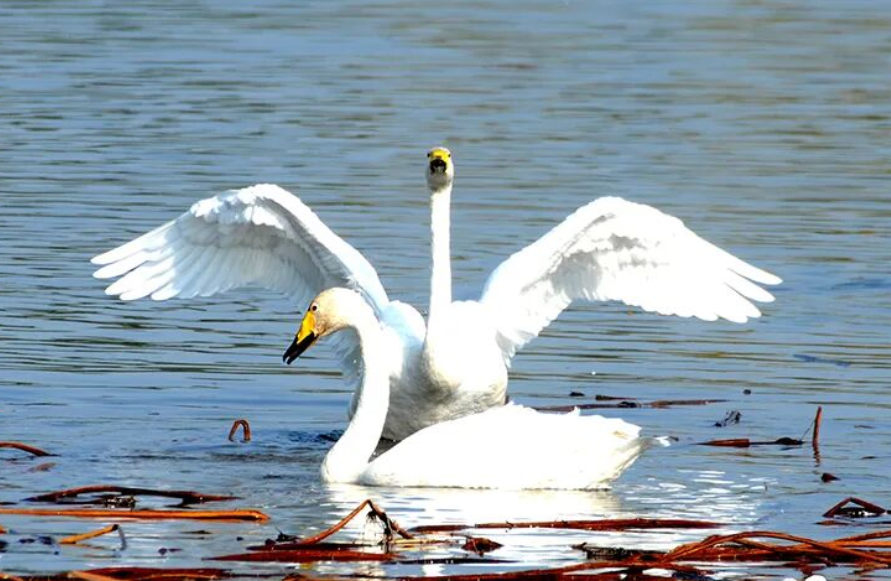 临汾洪洞：汾河国家湿地公园迎来首批越冬天鹅