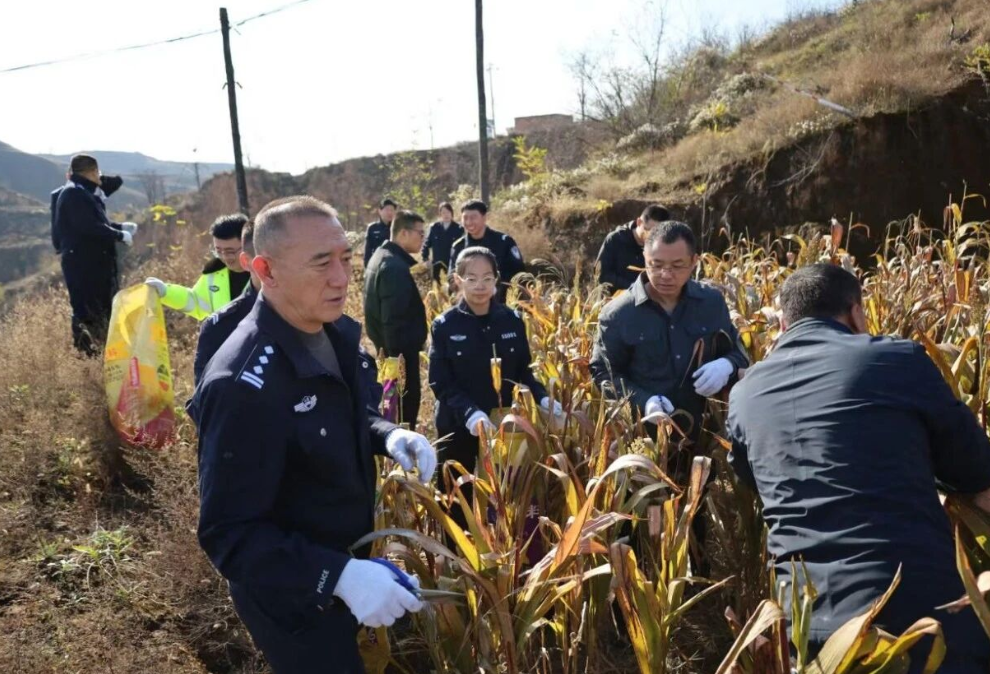 警徽映金穗  实干显担当——吕梁石楼交管大队下沉警力助力高粱抢收