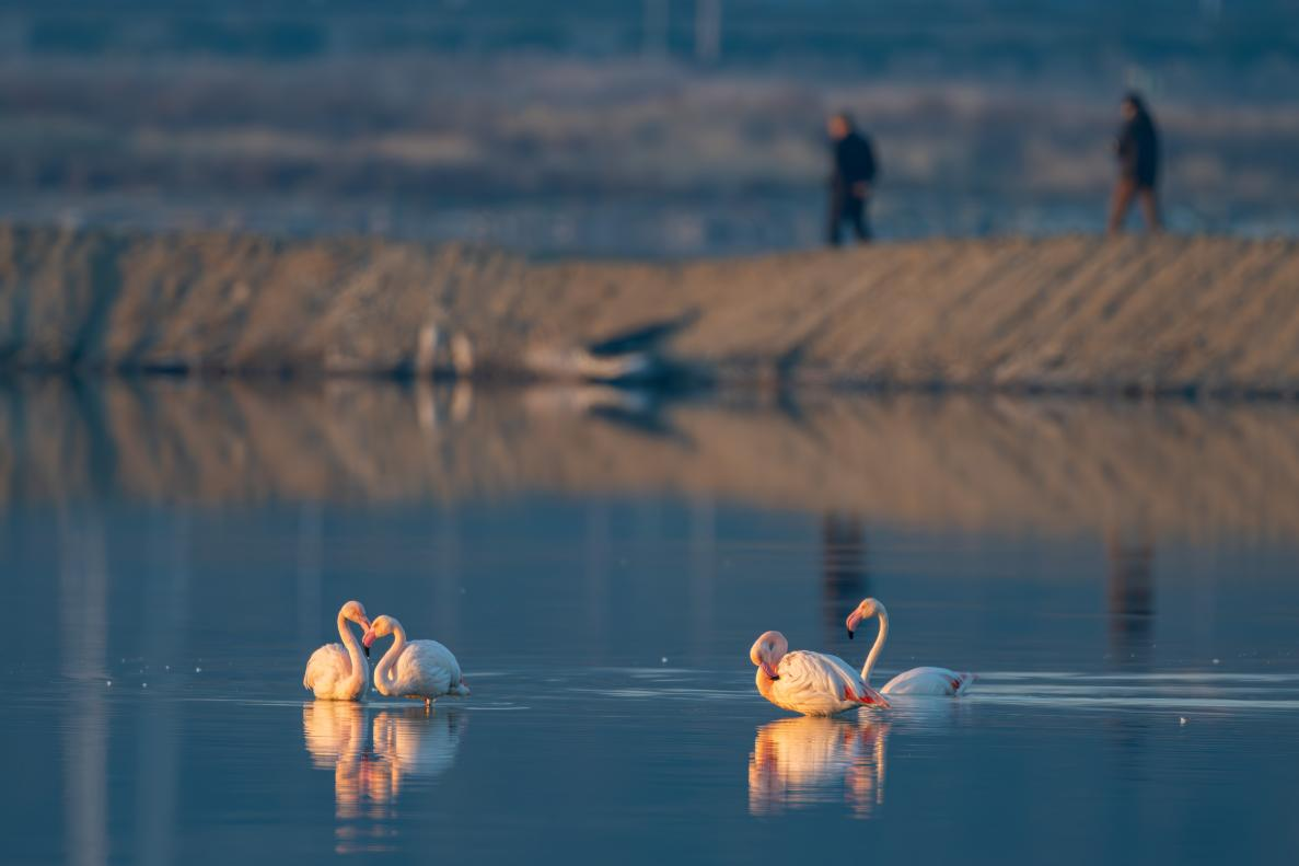 4只火烈鸟在运城盐湖栖息
