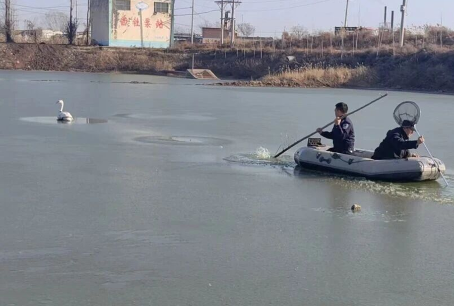 暖心！吕梁文水县巡特警执勤途中救助受伤野生天鹅，警民携手护生态